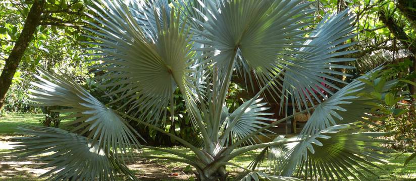 Quand est-il intéressant d'acheter des palmiers résistants au froid en vrac?