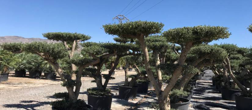 ¿Deseas comprar olivos bonsai al por mayor?
