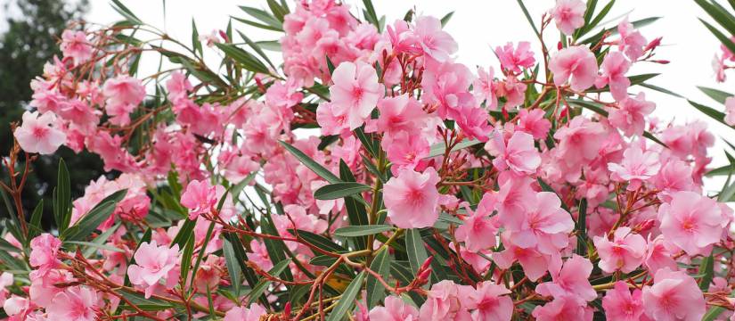¿Cuándo es conveniente comprar Adelfas Nerium Oleander al por mayor?