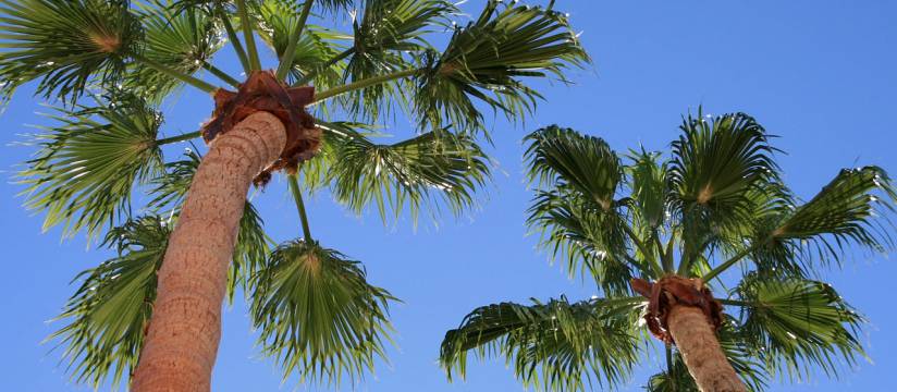 Al comprar palmeras Washingtonia Robusta al por mayor garantizas el éxito de tu proyecto urbanístico