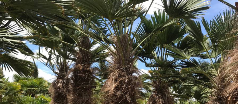 Consulta a nuestros expertos si deseas comprar palmera Trachycarpus Fortunei al por mayor