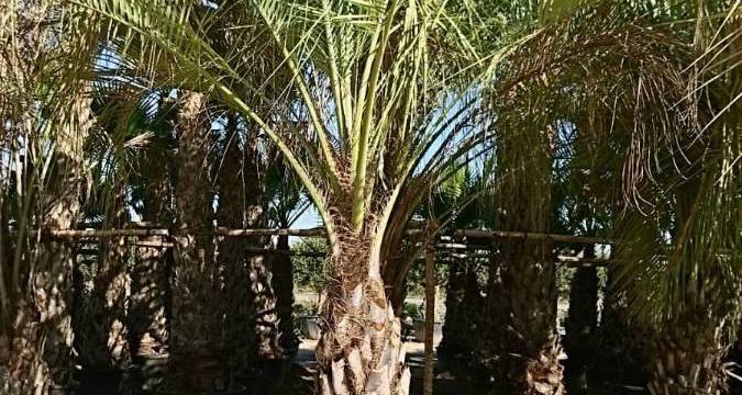 Comprar palmera Butia Yatai al por mayor, una opción muy recomendable para promotores y paisajistas