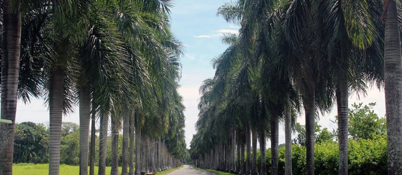 Conseils pour l'achat en gros de palmiers