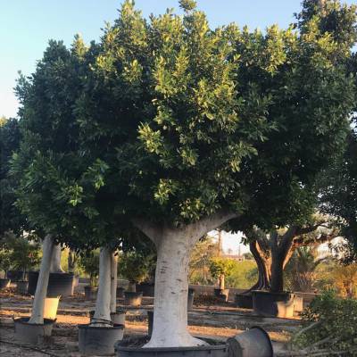 Ficus nitida o Ficus microcarpa en venta al por mayor en Elche