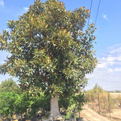 Ficus macrophylla en venta al por mayor en Elche