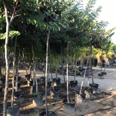 Cercis siliquastrum en venta al por mayor en Elche