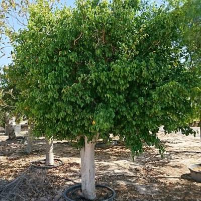Ficus benjamina en venta al por mayor en Elche