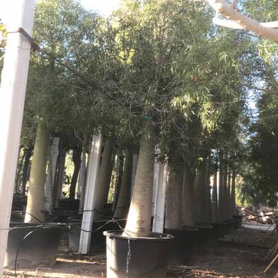 Brachychiton rupestris en venta al por mayor en Elche