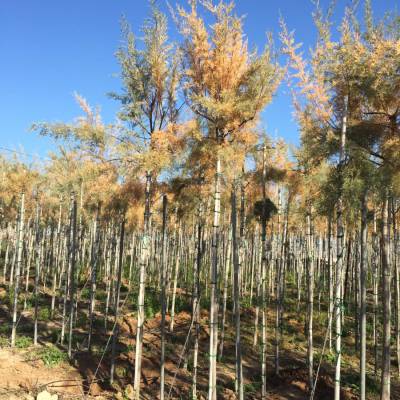 Tamarix gallica en venta al por mayor en Elche