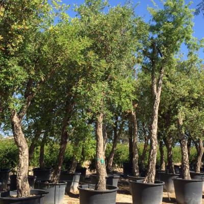 Quercus ilex en venta al por mayor en Elche