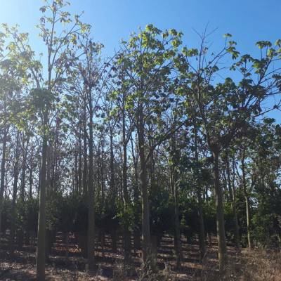 Brachychiton acerifolius en venta al por mayor en Elche