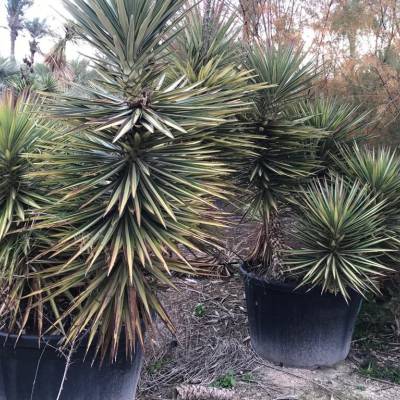 Yucca aloifolia en venta al por mayor en Elche
