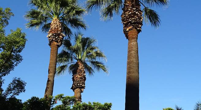 Somos distribuidor mayorista en la venta palmeras washingtonia