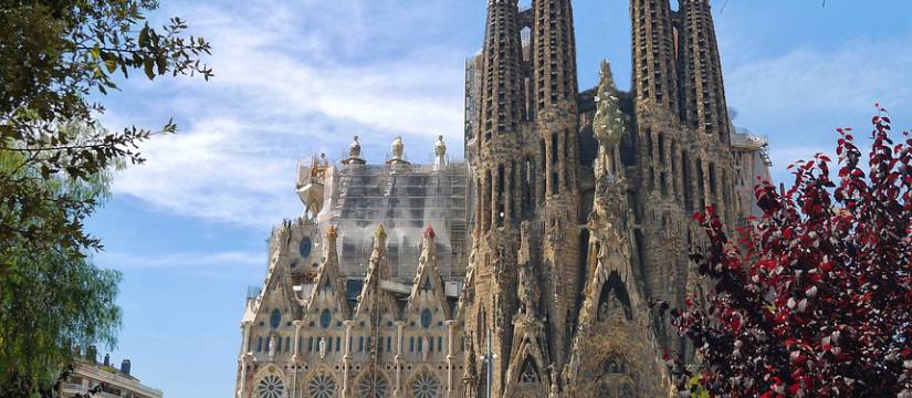 Le succès commercial de la vente de palmiers trachycarpus fortunei à Barcelone réside dans sa grande adaptabilité