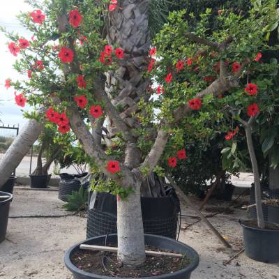 Hibiscus rosa-sinensis en venta al por mayor en Elche