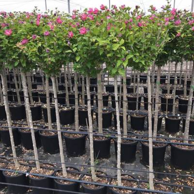 Hibiscus syriacus, altea o rosa de Siria en venta al por mayor en Elche