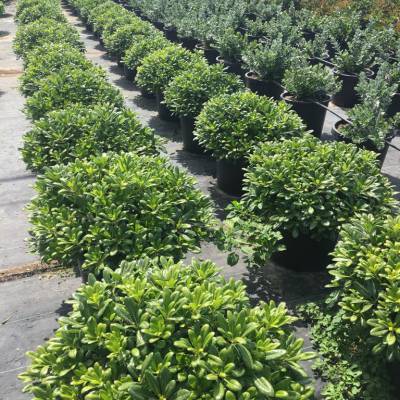 Euonymus o evónimo en venta al por mayor en Elche