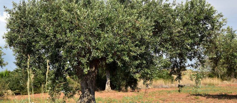 4 razones para comprar olivos en España