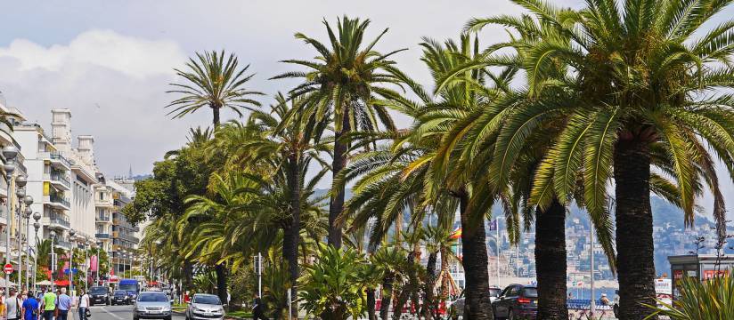 VIVEROS SOLER vous propose la vente de palmiers en ligne
