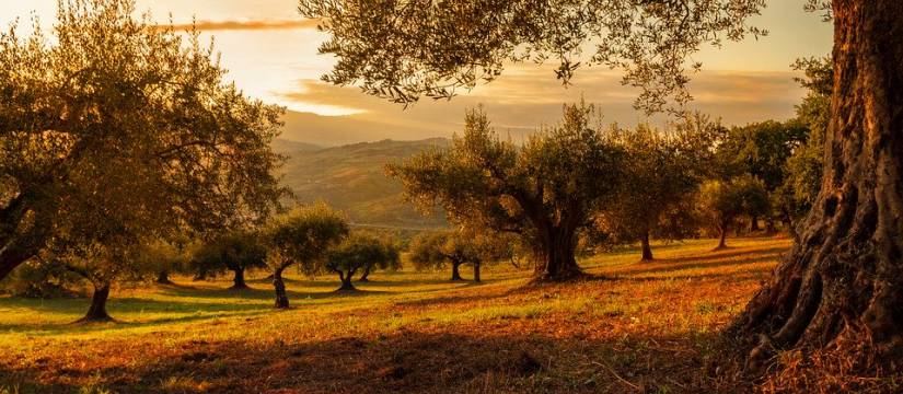 ¿Por qué la venta de olivos al por mayor en España cuenta con tanta aceptación en Europa?