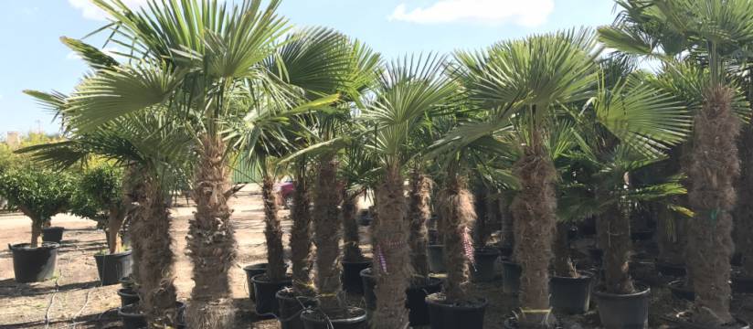 Trust VIVEROS SOLER to buy Trachycarpus Fortunei palm trees