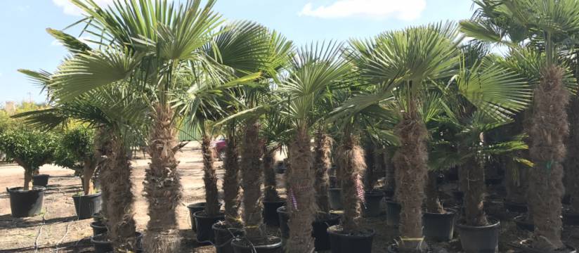 Confía en VIVEROS SOLER para comprar palmeras Trachycarpus Fortunei