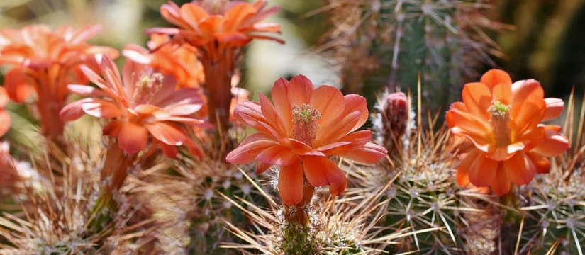 Vente en gros de cactus et succulentes, un excellent choix pour les espaces secs et ensoleillés
