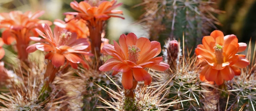 Plantas de cactus naturales en venta