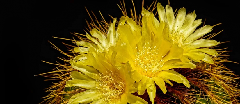 En nuestros viveros de cactus al por mayor encontrarás la solución perfecta a tu proyecto de jardinería