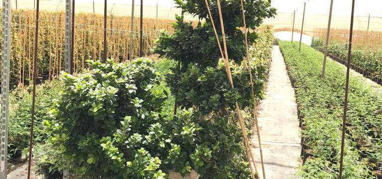 Supply your nursery with VIVEROS SOLER's online wholesale plants