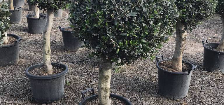 VIVEROS SOLER, two generations dedicated to the wholesale of ornamental olive trees