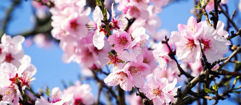 The wholesale of Mediterranean plants is spreading throughout Europe