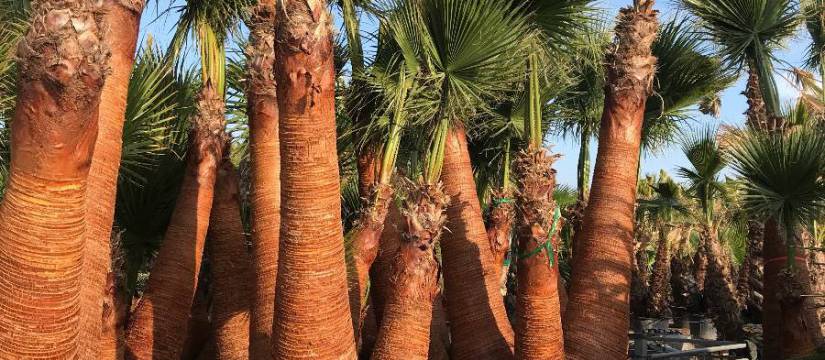 Quels sont les avantages d'acheter Washigtonia robusta en gros chez VIVEROS SOLER ?