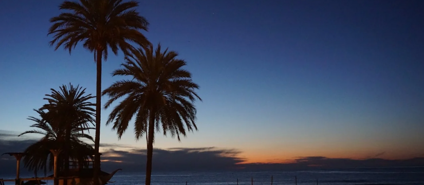 Comprar Phoenix canariensis al por mayor te garantiza un proyecto paisajístico bello y de fácil adaptación al terreno y al clima