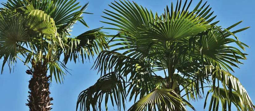 Venta de Palmeras Washingtonia Robusta al por mayor