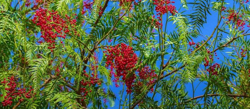 Árbol falsa pimienta al por mayor 