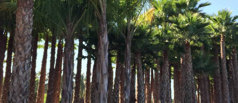 Wholesale supplier of Palm Trees