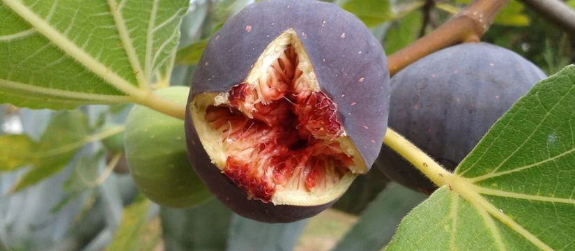 Pour créer un jardin coloré et résistant, vous devez acheter des plantes méditerranéennes en gros