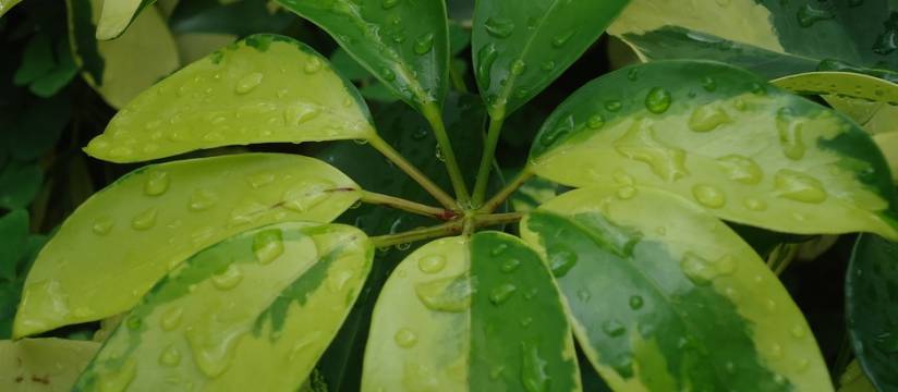 Vente en gros de plantes exotiques