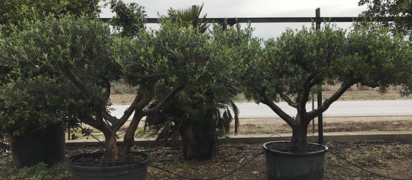 Wholesale multitrunk olive tree, an original option for public parks   