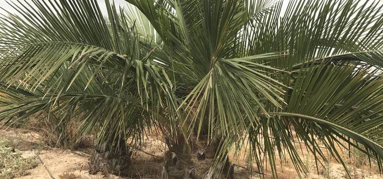 Jubaea chilensis en gros, la meilleure façon de fusionner la nature avec un centre urbain