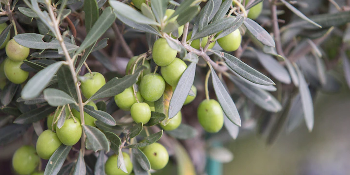 Olive trees for wholesale production