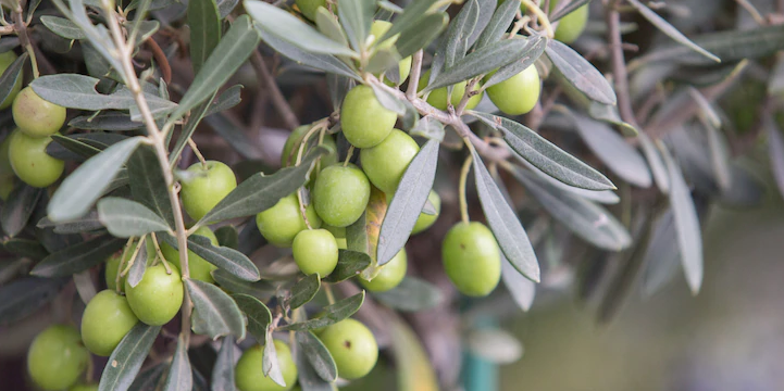 Olivos de producción al por mayor