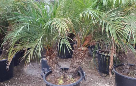 Thinking of building an original garden? Buying Phoenix roebelinii palm wholesale is your best option