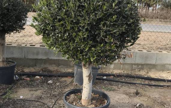 With our wholesale bola olive trees the decoration of gardens or terraces is very easy and requires little work