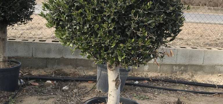With our wholesale bola olive trees the decoration of gardens or terraces is very easy and requires little work