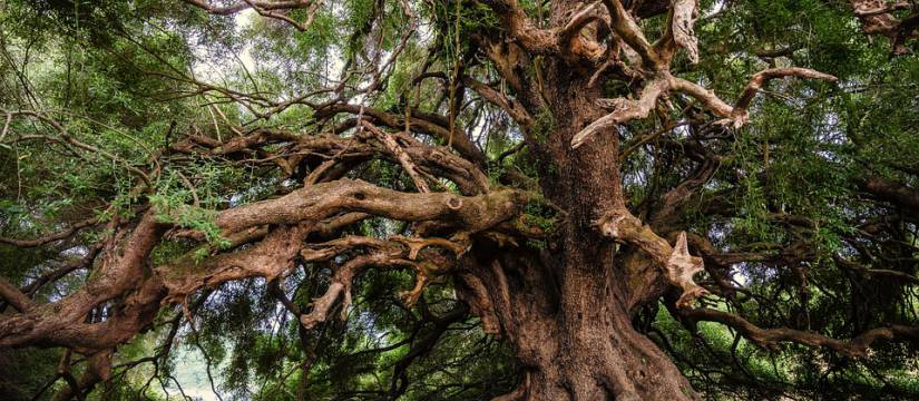 Ancient olive trees wholesale