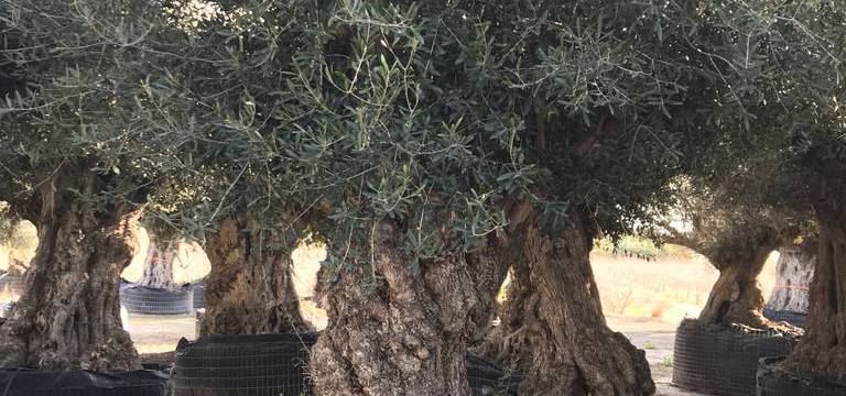 Olivo Lechín al por mayor 