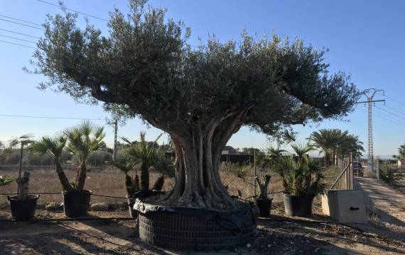 VIVEROS SOLER, le meilleur choix pour acheter des oliviers régionaux en gros