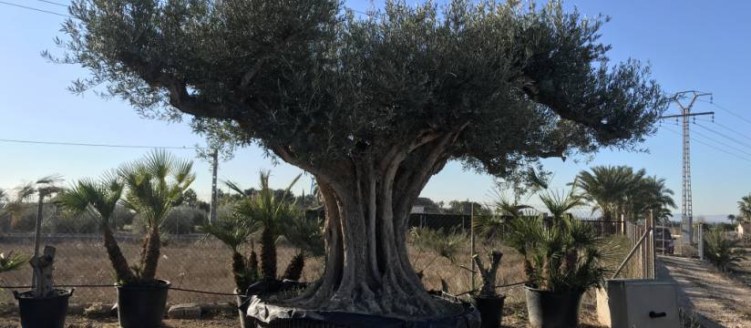 Regional olive tree wholesale 
